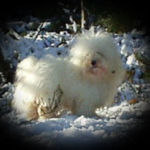 Far: S N UCH N S V-99 Bryony`s Harry Boy Mor: Int. Nord. UCH It.Ch. Cotonbrie Johanna Johannissima Eier: Ann Eriksen, Vinterbro