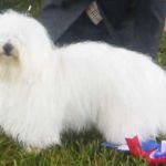 F: N S UCH Symphony’s Captain Marvel M: N CH NV-00 NORDV-02 Tidelidee of Woodland Cottage Morten Nordskov, Danmark