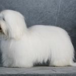 F: Multi Ch Virus Expo of Woodland Cottage M: Symphony’s Penny Lane Eier: Morten Nordskov