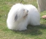 F: S UCH Cotton-clouds Gatekeeper M: NORD INT UCH NV-04 KBHV-06 Azmirs Buffy Daddys Choice Eier: Liv Anne Ugland, Fetsund