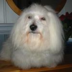 F: CH Louxor de Domaine de la Rouviere M: Selectycon Sherazade Sheeba Eier: Inger Ronander, Oslo