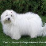 Far: N UCH Tidelidee’s Flash Gordon Mor: N DK S Nord Int.UCH, NV-04 KBHV-06 Azmirs Buffy Daddys Choice Eier: Liv Sesseng Johansen