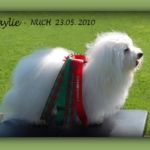 Eier: Elsa Løkken, oppdretter: Liv Sesseng Johansen Mor: Int.UCH Nord N S DK UCH,Nordv-06 Belladonna De Nico - Far: Multichamp. Buddy of the Swift Coton