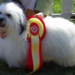 F: Multi Ch Azmirs Future star M: Nikket’s Absolut Perfect Eier: Liv Sesseng Johansen, Hedmark