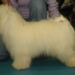 F: Twist Again de Domaine de la Rouviere M: Azmir’s Made for Glory Eier: Linda Henriksen