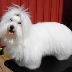 Mor: N UCH Ginilles First Choice Zena Far: INT NORD NL VDH POL MON FR UCH GIB UCH Buddy Of The Swift Cotton Eier: Hilde Lundstrøm Oppdretter: Liv Sesseng Johansen