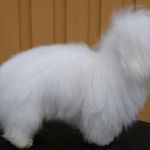 Far: Eros of The Swift Coton Mor: Anais of the Swift Coton Eier: Liv Sesseng Johansen