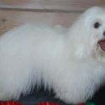 Far: Mulitchampion Buddy of the Swift Cotton Mor: N UCH Ginilles First Choice Zena Eier og oppdretter Liv Sesseng Johansen