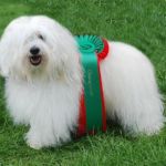 Mor: NORDJV-06 Zikk Zakk Far: INT NORD NL VDH POL MON FR UCH GIB UCH Buddy Of The Swift Cotton Eier: Anne-May og Roy Selte Oppdretter: Heidi B. Øiom