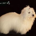 F: S UCH Cotton-clouds Gatekeeper M: NORD INT UCH NV-04 KBHV-06 Azmirs Buffy Daddys Choice Eier: Liv Sesseng Johansen, Vang