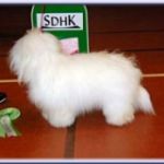 Far: S N UCH N S V-99 Bryony`s Harry Boy Mor: Int. Nord. UCH It.Ch. Cotonbrie Johanna Johannissima Eier: Sandi Nordbakke, Ørje