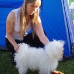 Trondheim Hundefestival 26. og 27 august : BIR Bolognese lørdag og søndag N S Uch Hip-Tri’s Dario Allysandro Eier: Birgit Drabløs Oppdrettere: Gretha og Ivar Myrusten 1 Bolognese