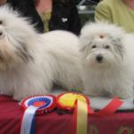 Furnes 24.Juni : BIR: Ginilles Belladonna de Nicko og Cert BIM: Ginilles Bambino de Nicko og Cert