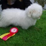 Vestnes Hundeklubb 9.7 06: BIR valp Symphony’s Something Special Sonny Eier: Birgit Drabløs