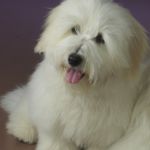 5. Nov Fitjar : BIR: Tidelidee’s Brown Sugar- Niño med Cert Eier: Nina Norill , Bergen