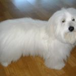 15.Oktober Valpeshow : Symphony’s Wild Bird- Chico 8 mnd. ble BIR på sitt første valpeshow. Dommer: Torunn Sørbye Eier: Kåre Tomsen, Stavanger