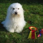 11.mars : Radhøyhallen Manger : BIR: Tidelidee’s Jumpin’ Jack Flash CERT