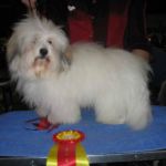 Februar 06 : Ginilles Bambino de Nicko BIR og CERT 1 deltager Dommer: Lisbeth Cambell