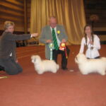 4.Nov. SKK Växjø Sverige : BIM: NCH Ginilles Belladonna de Nicko med Cert og Cacib BIR: La Coquette My Diamond Lazare med Cert og Cacib og Championat.2 BHK NCH NV-06 Ginilles Bambino de Nicko med RES-Cacib