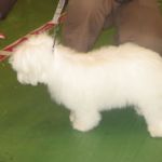 1.oktober.Dobbermannkleubben Letohallen: BIR valp: Bobolinas Miss Sixty Eier Elsa Løkken