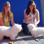 Trondheim Hundefestival 26. og 27 august : BIR valp lørdag og søndag Symphony’s Something Special BIM valp lørdag og søndag Kjærligheten’s She Is a Lady Tik-Tak
