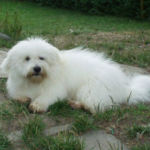 121106 Kongsberg hundeklubb : BIR: Bonjour de la Castle de Roche aux Fee Eier: Ann Eriksen