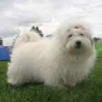 24.09. Åland Finland : Ginilles Belladonna de Nicko tok Cert og Cacib og ble 2 beste tispe. Eier/oppdretter: Liv Sesseng Johansen BIR: Longlows Going Crazy Gary Cooper Eier: Susanne Lindquist, Sverige.