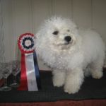 20.Mai NKK Skogstrand i Fredrikstad: Marlon Bicia’s Alias And So It Goestok Cert Eid av Elsa Løkken