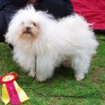 29. April Sunndalsøra: BIR: N S UCH Hip-Tri’s Dario Allysandro