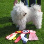 5.Mai Jær Utstillingen: BIR: Ginilles Amore Amorina Di Angelo med Cert Eier: Mona Sandvik