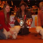 24.mars NKK Bergen : BIR: NUCH Ginilles Carezza di Amore Eier: Liv Sesseng Johansen Hun tok stort Cert og Ble Champion i dag! BIM: Hip Tri’s Innocent- Teddy med Cert Ginilles Amore Amorina Di Angelo ble 2 BHK og fikk CK og Cacib