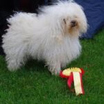 25 og 26 aug Tr.heim Hundefestival: N S Uch Hip-Tri’s Dario Allysandro BIR begge dager Eiere Birgit Drabløs