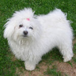 18.mars Letohallen: BIR: Ginilles Carezza di Amore Eier: Liv Sesseng Johansen