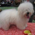 Romjul utstilling i Letohallen, 29.desember.: BIR valp: Cartoonlands Cojak- Cody eid av Elsa Løkke