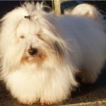 19.mai Sunnmøre hundeklubb: BIR: Tidelidee’s Ray of Light- Ozzy Eier: Birgit Drabløs