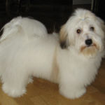 21.Oktober Stavanger: Signore-Armani Tiamo BIR valp eid av Sissel , Stavanger