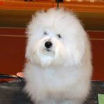 20.januar 2007 Sandefjord: Tidelidee’s fatal Attraction – Winnie ble BIR valp. Eier: Wivi Ann Olsen