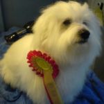 28.April Stange: BIR Valp: Symphony’s little St. Nick Eier: Gerd-Anne Jensen, Eidsvold