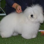 6. Oktober NKK Kongsvinger: Dommer Carlos Renau BIR: Tidelidee’s Fatal Attraction- Winnie med Cert og Cacib. Eier: Wivi Anne Olsen Ingen BIM hund 7 Cotons deltok.