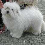 16.juni Kirkenes: Mayaroz Marie Antoinette BIR valp og BIG 2!