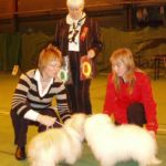 NKK Bergen 30 Mars: BIR: Symphony’s Something Special med Cert og cacib Eier: Birgit Drabløs BIM: Filifjonka med Cert og Cacib Eier: Aagot Kvammen