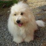 2.Februar Ekeberghallen: BIR: Bonjour de Castle de Rock aux fee med Cert eid av Ann Eriksen