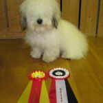 Kongsberg 9 November: Tassen - Tidelidee’s Golden Brown tok Cert og BIR Eier: Marianne Hagelia