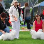 NKK Drammen 17.august: BIR S CH Longlowers Going Crazy Gary Cooper med Championat og Cacib , eier Susanne Lindquist Sverige BIM N CH Tidelidee’s Femme Fatal med Cacib eier Liv Anne Ugland Dommer: Kerstin Nilsen