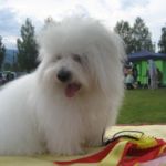 Nesbyen: Cartoonlands Cody ble BIR lørdag og søndag eier Elsa Løkken