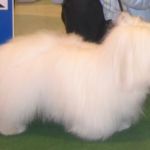 NKK Kongsvinger 4.oktober: BIR: Veronicks Merlin BIM: Zinnicots Zha Zha