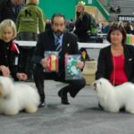 NKK Hamar: BIR: Sprightly Fellows Ready to Rock(Fin) med Cert og Championat Eier: Minna, Finland BIM: Tidelidee’s Femme Fatal med Cacib Liv Anne Ugland Begge fikk tittel Norsk Vinner 2008 Dommer: Javier Sanchez