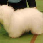 Romjul utstillingen i Letohallen: BIR: Tidelidee’s Femme Fatal eier: Liv Anne Ugland