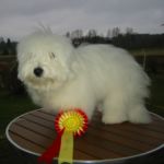 26. April Stange: BIR valp: Rocka-Billy Eier/ Oppdretter: Åsa Lindquist, Sverige