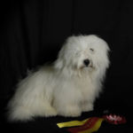 BIR-valp Bobolina’s Ice Prince Isac eier Silje Huuse Breivik, Langhus. Samme dommer.